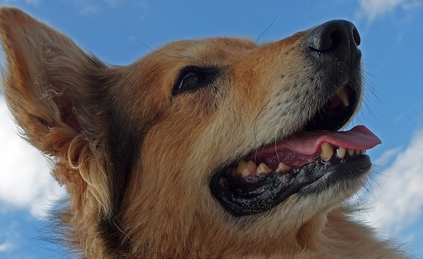 dog-1967443_640.jpg