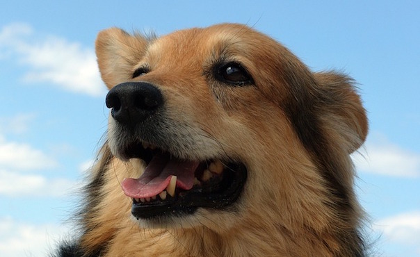 dog-1967444_640.jpg
