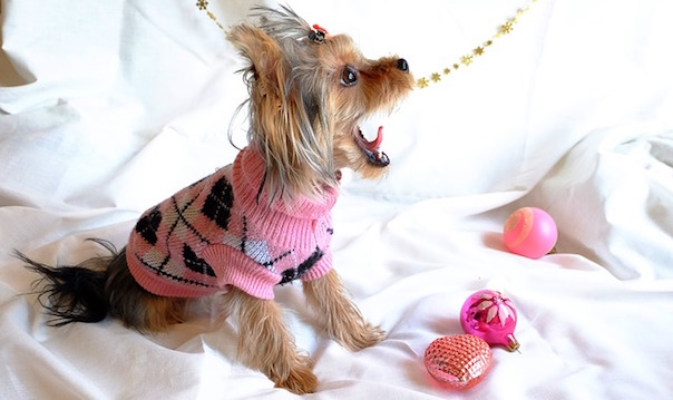 dog-1987858_640.jpg