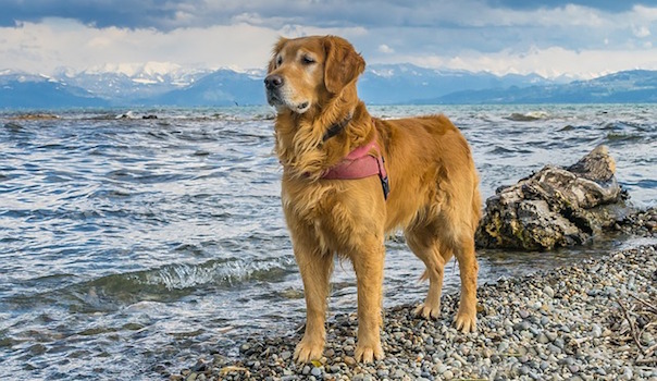 dog-1994692_640.jpg