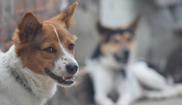 dog-2032040_640.jpg