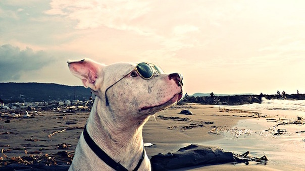 dog-2053466_640.jpg