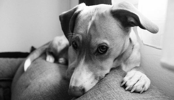dog-2135817_640.jpg