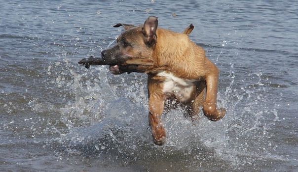 dog-2261161_640.jpg
