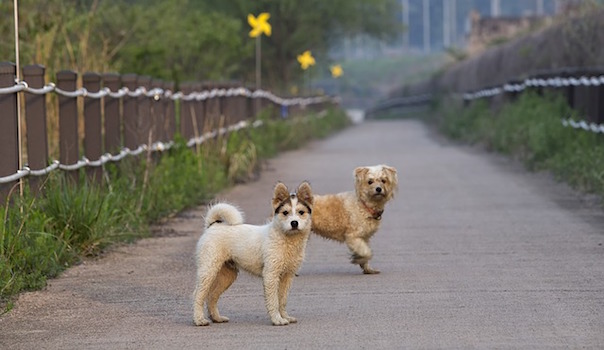 dog-2265233_640.jpg
