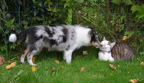 dog-2281194_640.jpg