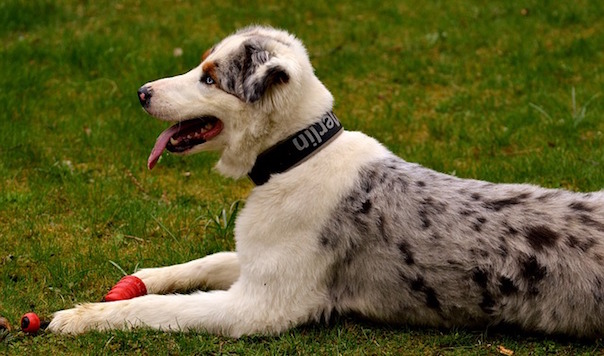 dog-2291078_640.jpg