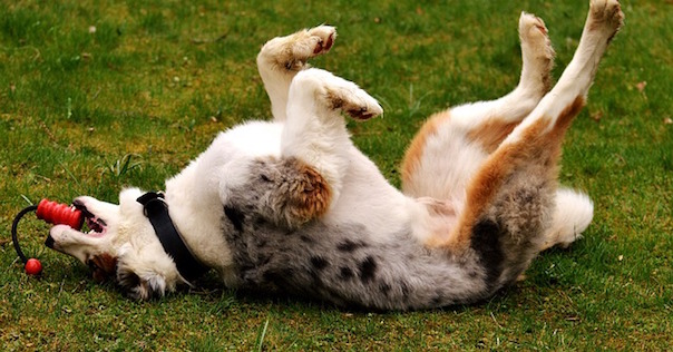 dog-2291080_640.jpg