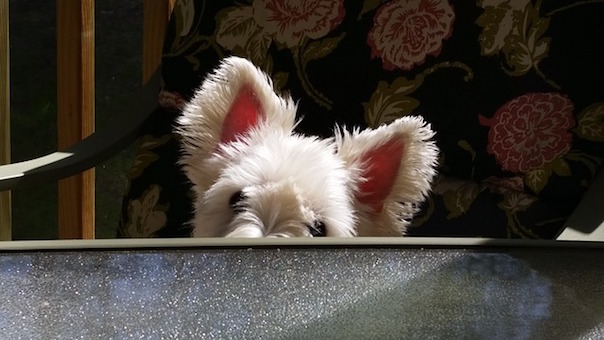 dog-2297465_640.jpg