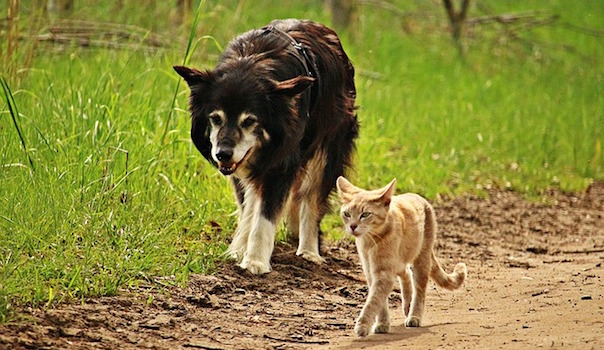 dog-2320302_640.jpg