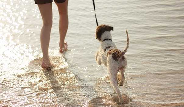 dog-2333877_640.jpg