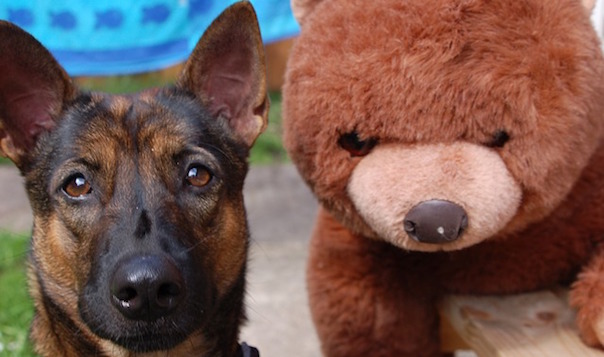 dog-2364300_640.jpg