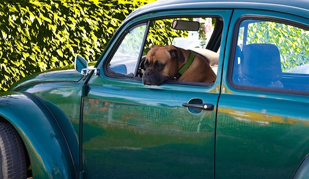 dog-2369624_640.jpg