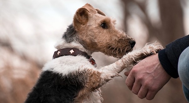 dog-3385872_640_1.jpg