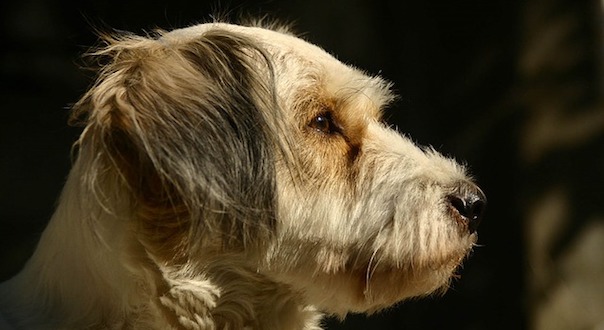 dog-3567747_640.jpg