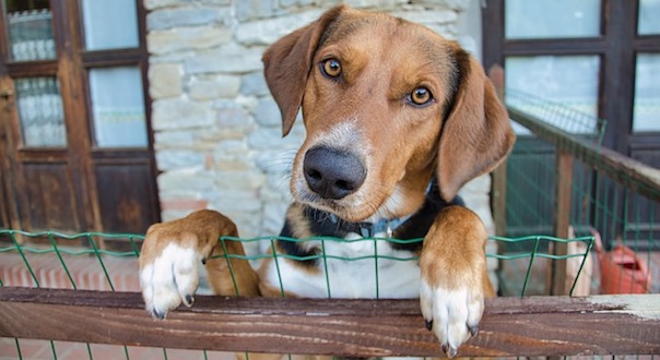 dog-3572274_640.jpg