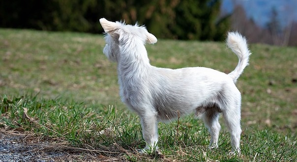 dog-4100265_640.jpg