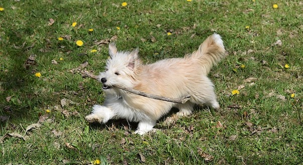 dog-4136399_640.jpg