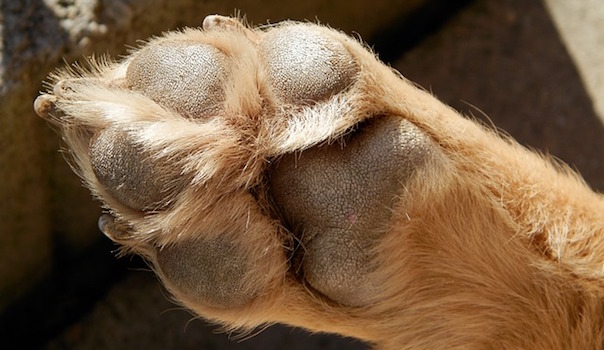 dog-662245_640.jpg