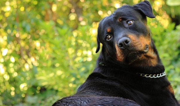 dog-69561_640.jpg