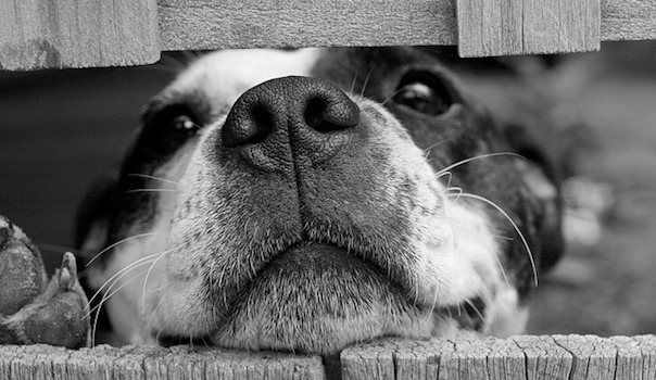 dog-715545_640_1.jpg