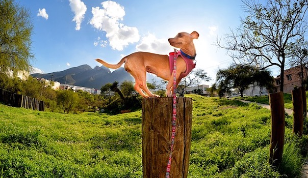 dog-778256_640.jpg