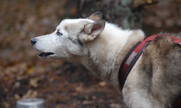 dog-793254_640.jpg