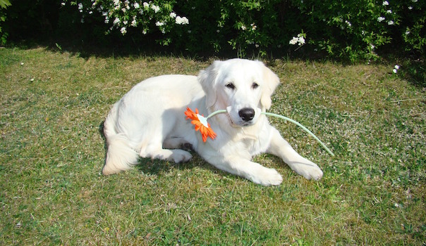 dog-944496_1920_1.jpg