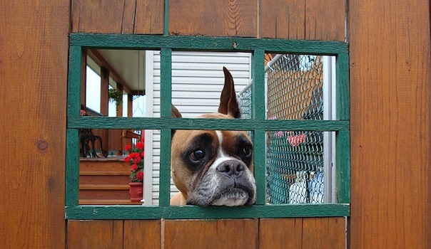 dog-995198_640.jpg