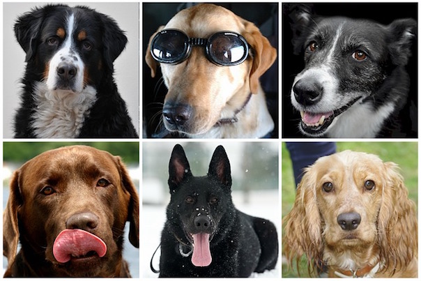 dog-collage-1738398_640.jpg
