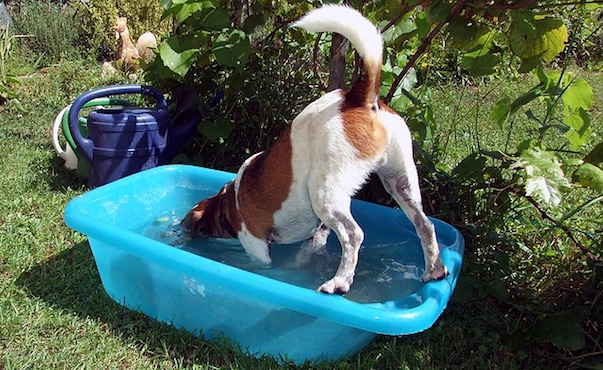 dog-fun-1356299_640.jpg