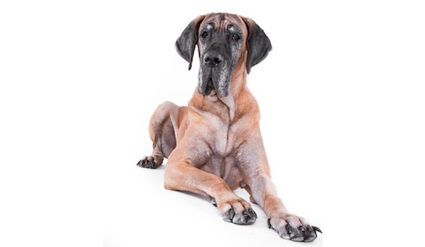 dog.png