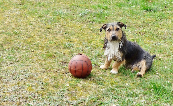 doggy-1309115_640_1.jpg