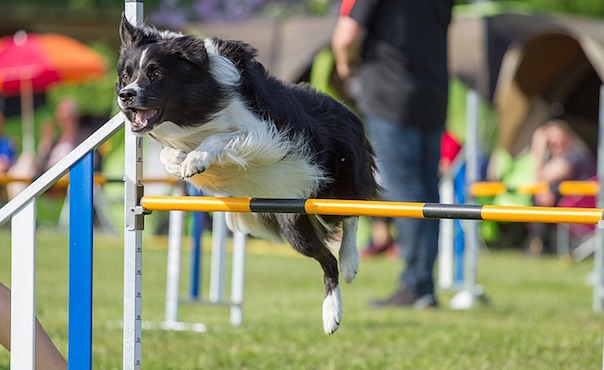 dogs-1426679_640.jpg
