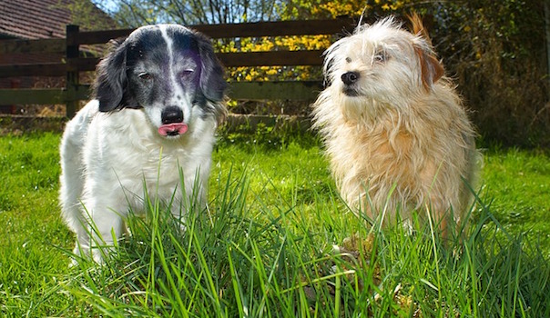 dogs-2215853_640.jpg