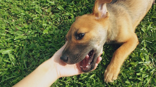 dogs-2338674_640.jpg