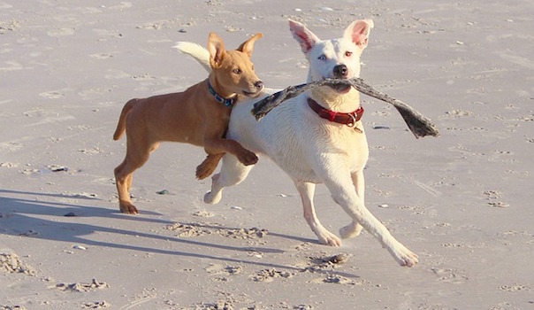 dogs-578090_640.jpg