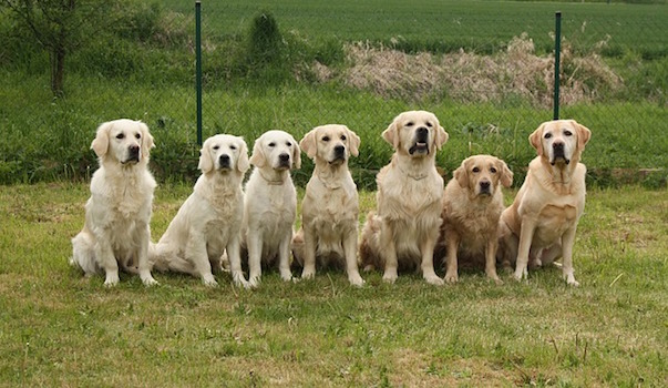 dogs-733956_640.jpg