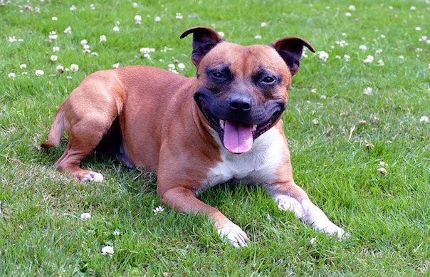 dogs-858924_640.jpg