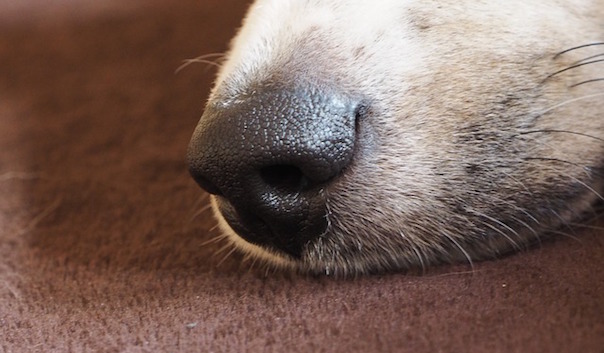 dogs-nose-1076709_640.jpg