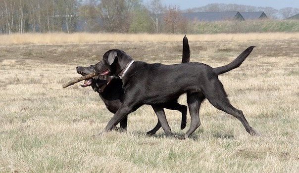 dogs-playing-2239474_640.jpg