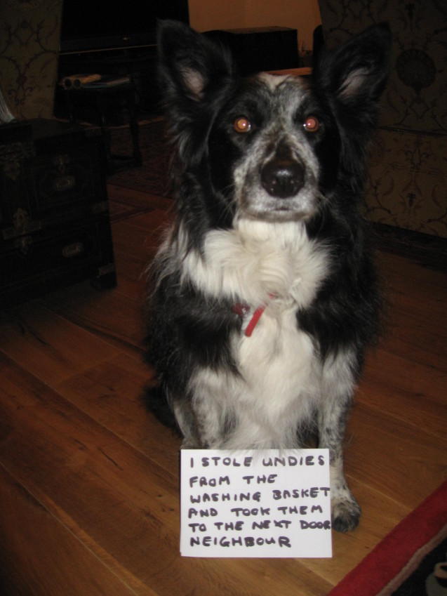 dogshaming_fehe_rnemu.jpg