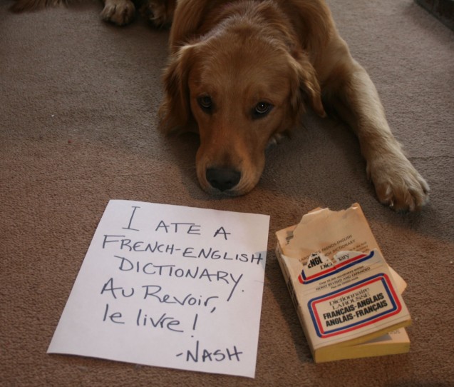 dogshaming_szo_ta_r.jpg