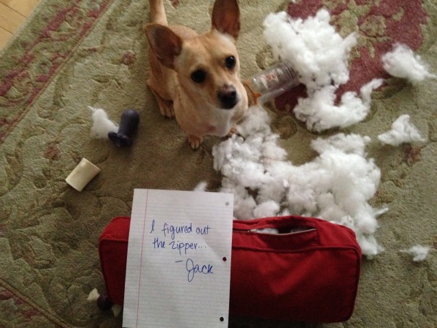 dogshaming_zippza_r.jpg