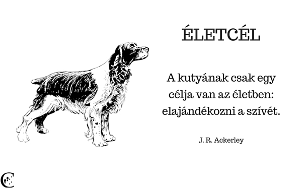 e_letce_l_u_j.jpg