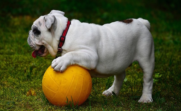 english-bulldog-1130970_640.jpg