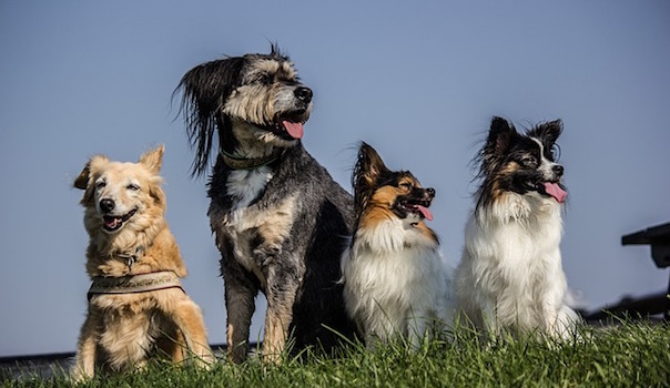four-dogs-1919152_640.jpg