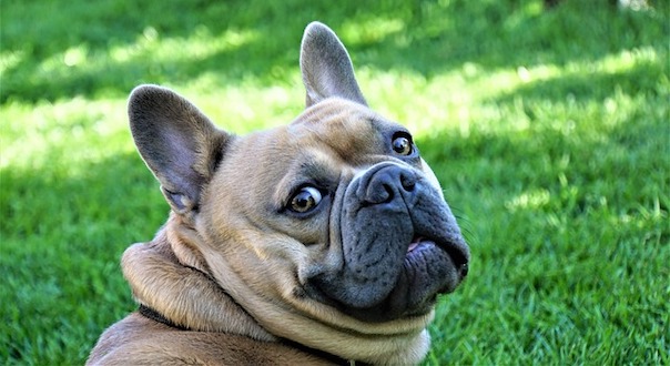 french-bulldog-4278114_640.jpg