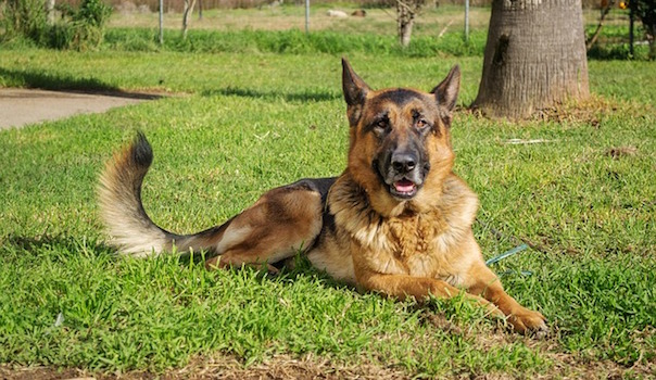 german-shepherd-1927033_640.jpg