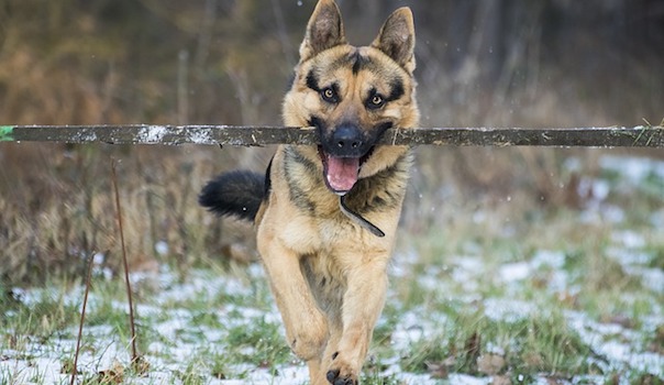 german-shepherd-3101439_640.jpg